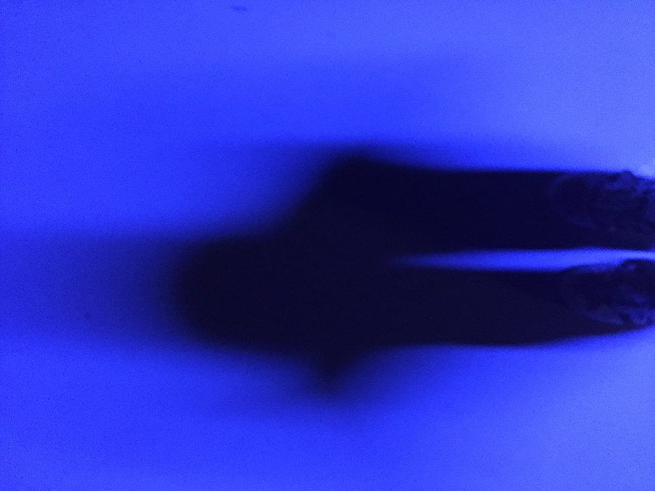 and-Bleu Sued Shoes